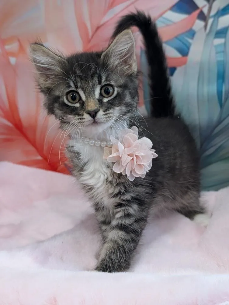 Purrlor Swift thumbnail 3