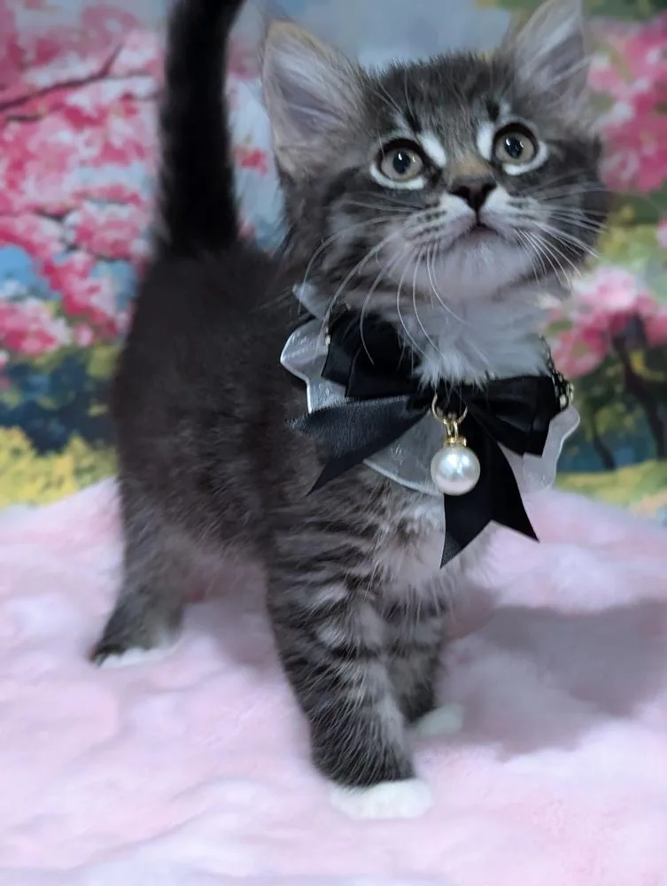 Purrlor Swift thumbnail 4