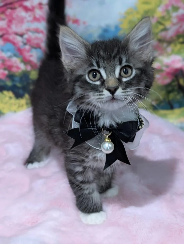 Purrlor Swift thumbnail 5