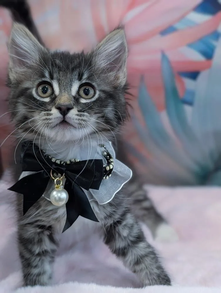 Purrlor Swift thumbnail 6