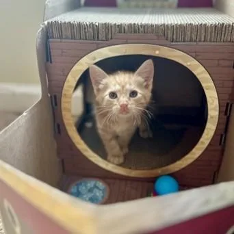 A baby small-sized male Orange / Red Domestic Short Hair cat named Gryphon for adoption in Atlanta, GA