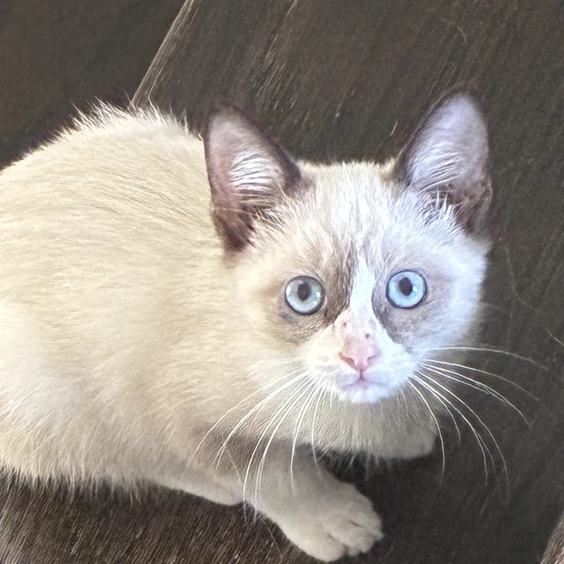 A baby medium-sized female Buff / Tan / Fawn Snowshoe cat named Scrum for adoption in Houston, TX