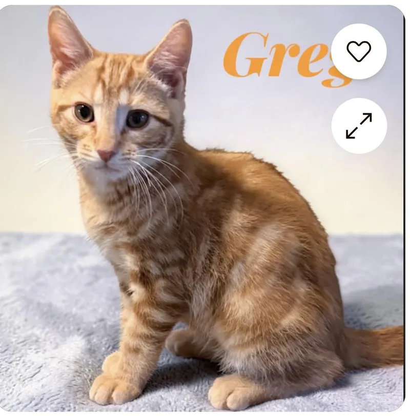 A baby medium-sized male Orange / Red Domestic Short Hair cat named Greg for adoption in York, PA