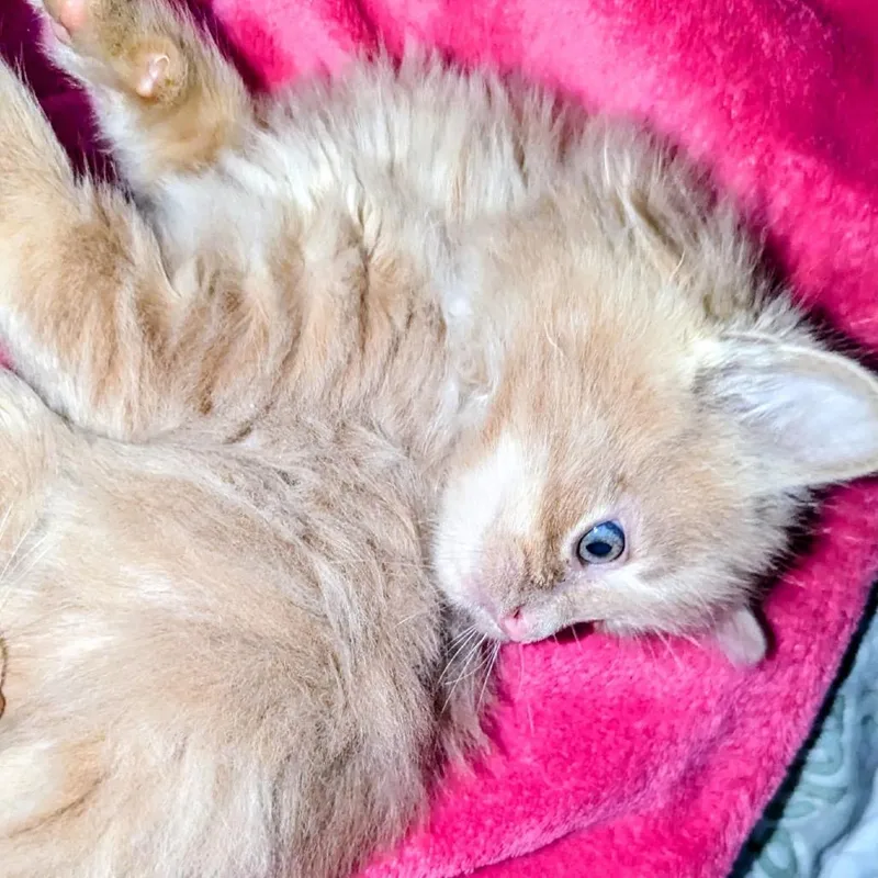 A baby small-sized male Domestic Long Hair cat named Zeke for adoption in Granville, OH