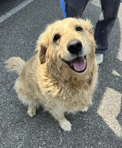 An adult large-sized female White / Cream Golden Retriever dog named Angie for adoption in Cleveland, OH
