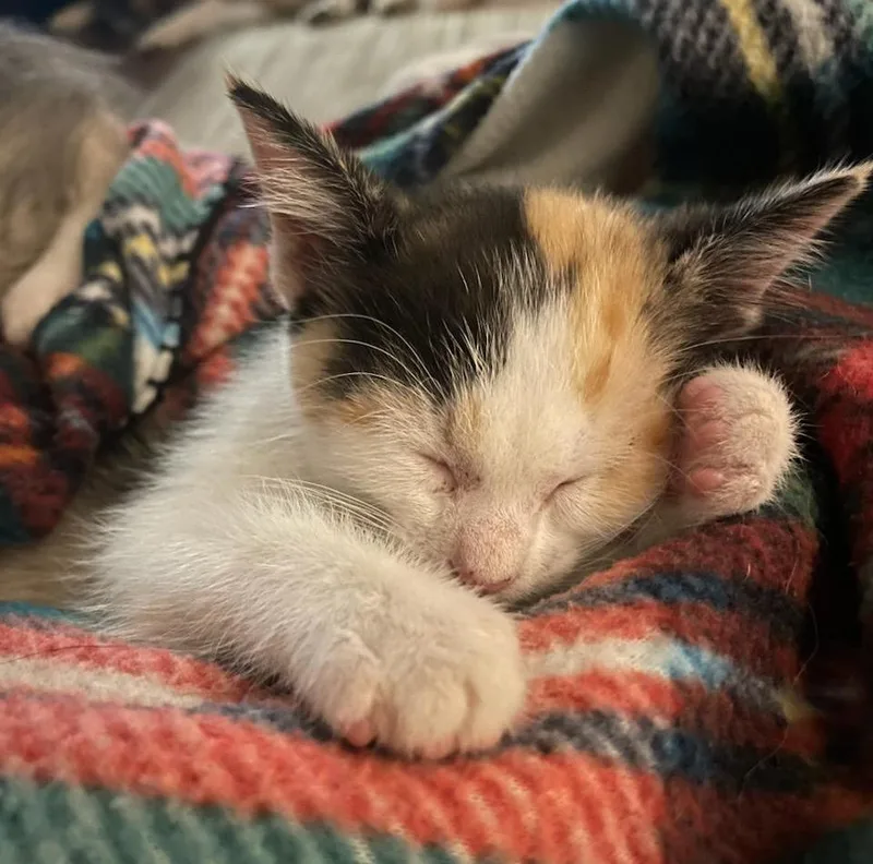 A baby medium-sized female Calico cat named Shirley for adoption in Maynardville, TN