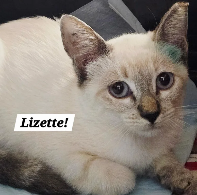 A baby small-sized female Siamese cat named Lizette for adoption in San Antonio, TX