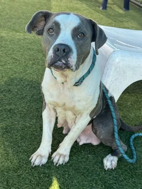 An adult medium-sized female Mixed Breed dog named Bluey for adoption in Dallas, TX