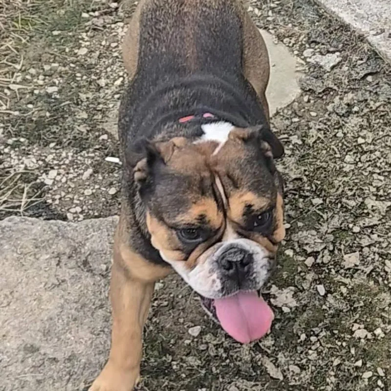 An adult medium-sized female English Bulldog dog named Willow for adoption in Huber Heights, OH