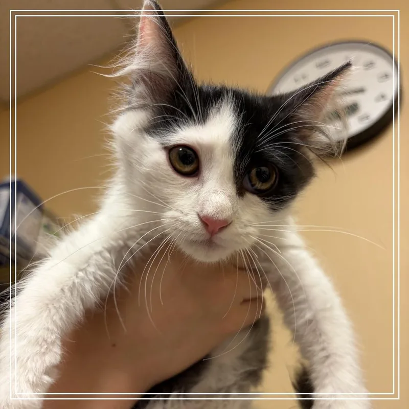 A baby small-sized female White Domestic Short Hair cat named FWT Hopper for adoption in Midland, TX