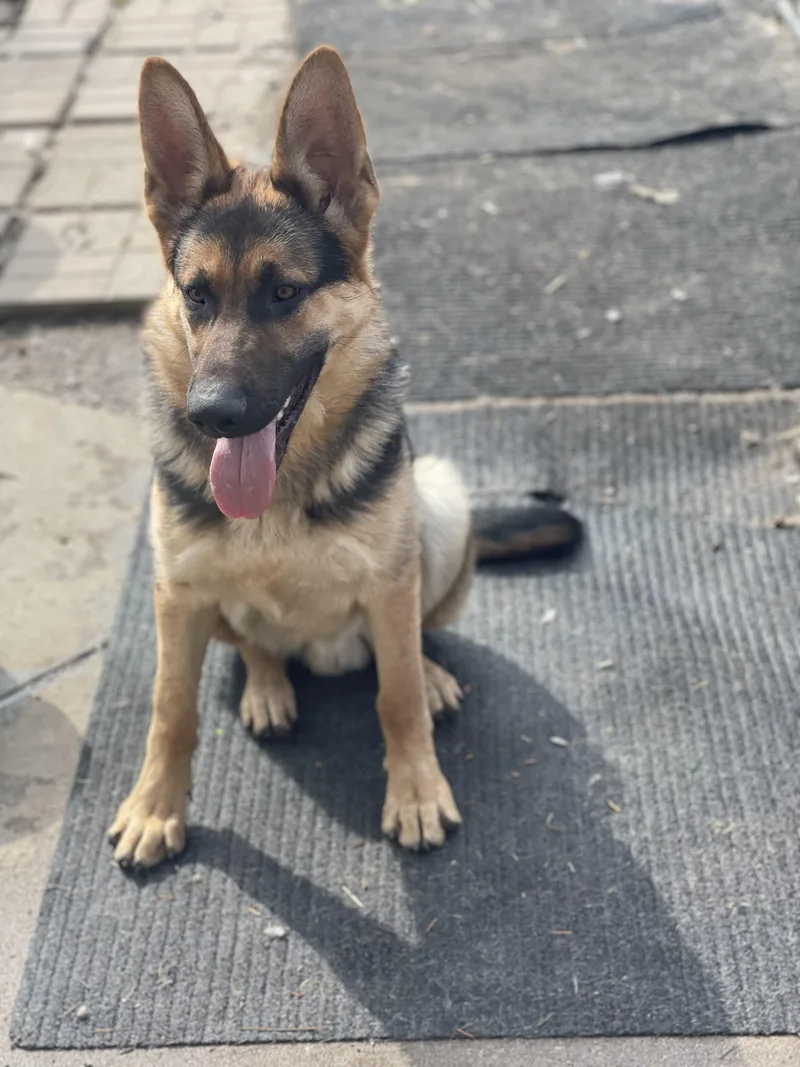 A young large-sized male Bicolor German Shepherd Dog dog named Chase for adoption in Northlake, IL