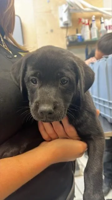 A baby small-sized female Labrador Retriever dog named Remi for adoption in Corpus Christi, TX