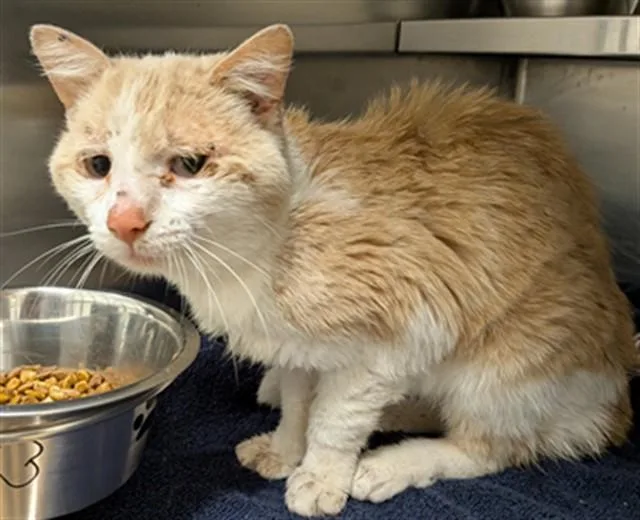 A young small-sized male Domestic Short Hair cat named Gordon for adoption in Saint Peters, MO