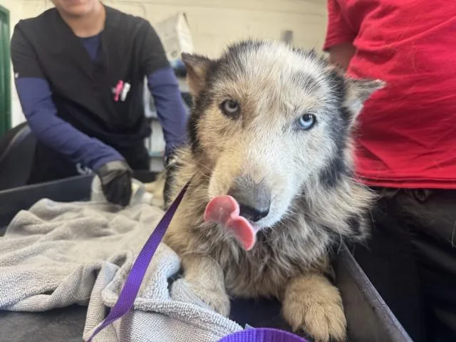An adult large-sized female Siberian Husky dog named Matcha for adoption in San Bernardino, CA