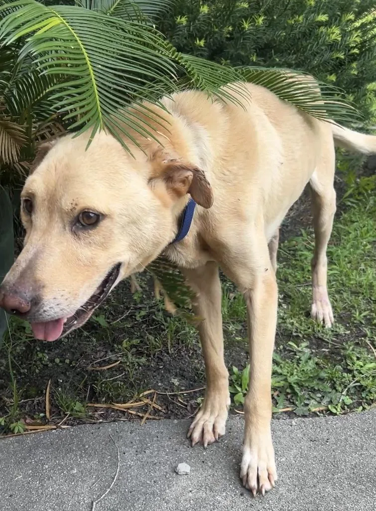 An adult medium-sized male Mixed Breed dog named Chadwick for adoption in Florence, SC