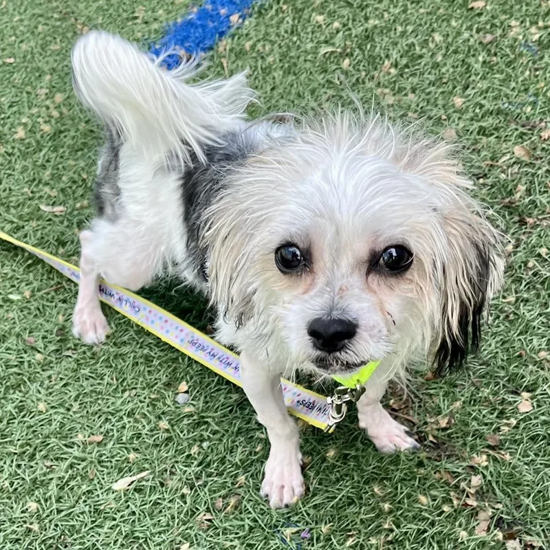 A baby small-sized male White / Cream Maltese dog named Rio for adoption in Whitehall, PA