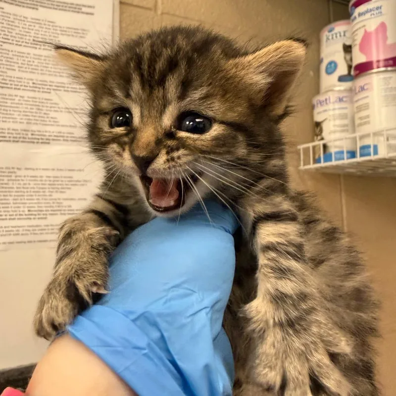 A baby small-sized female Brown / Chocolate Domestic Short Hair cat named Peach Bellini for adoption in Troy, VA