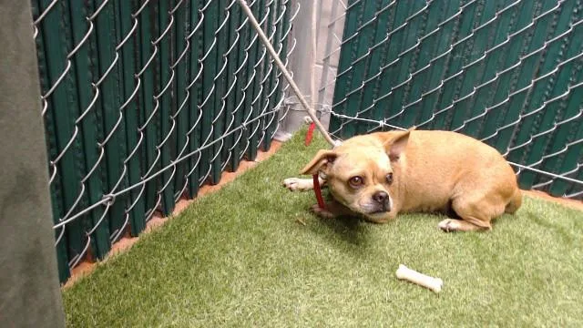 An adult medium-sized female Pug dog named Idaho for adoption in Downey, CA