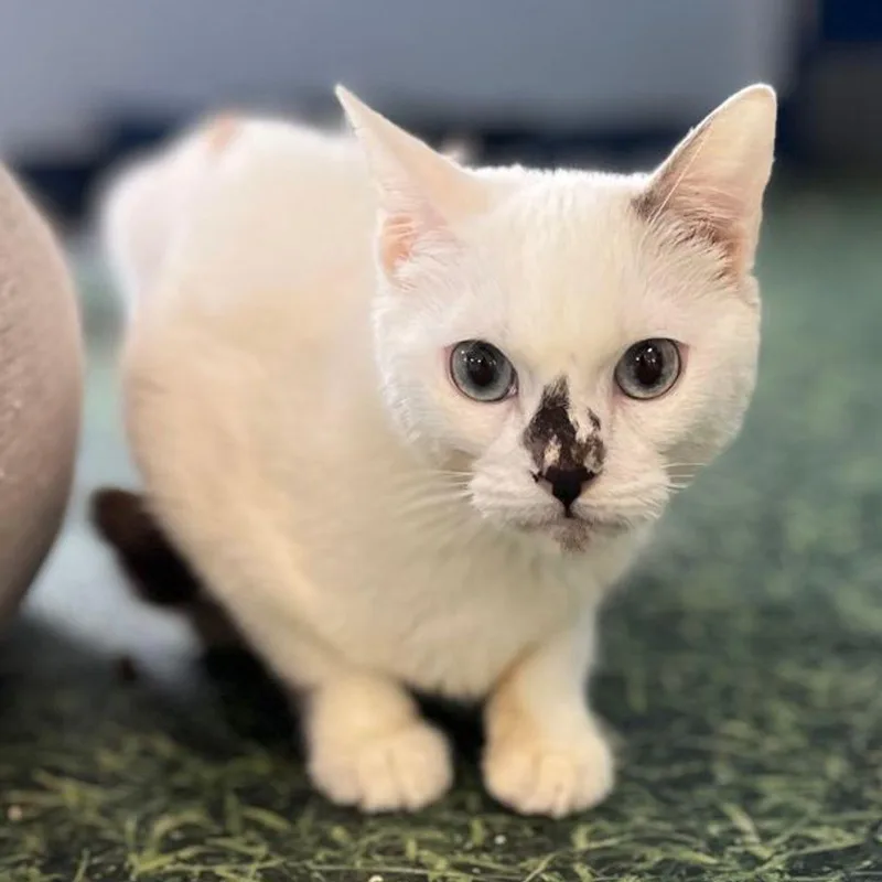 An adult small-sized female Gray & White Domestic Short Hair cat named Triskit for adoption in Kingman, AZ