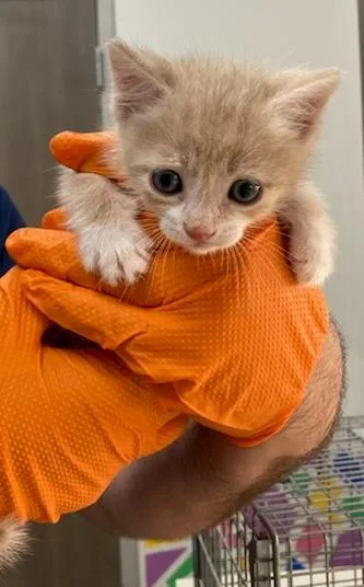 A baby small-sized male Domestic Short Hair cat named Egg for adoption in Baytown, TX