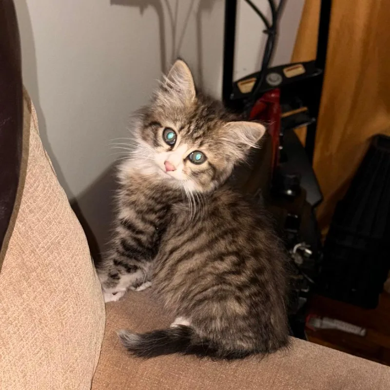 A young small-sized male Domestic Short Hair cat named Courtesy Listing  Ladarrius for adoption in Tuscaloosa, AL