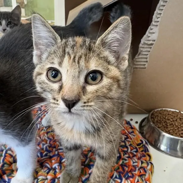A baby small-sized female Domestic Short Hair cat named Velma for adoption in Des Moines, IA