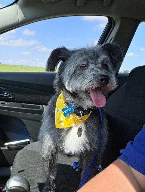 An adult small-sized male Norfolk Terrier dog named Buddy for adoption in Fort Wayne, IN