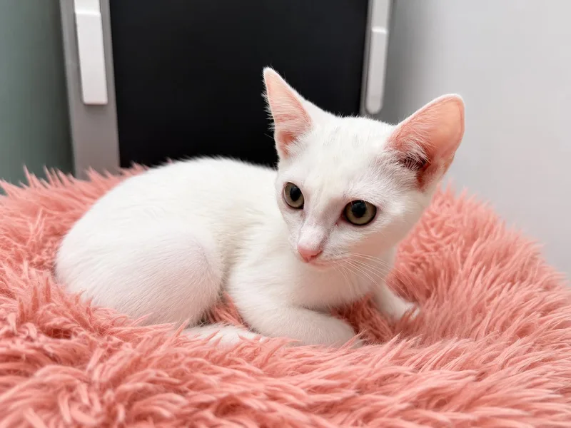 A baby small-sized male Domestic Short Hair cat named Pinky for adoption in Rio Linda, CA