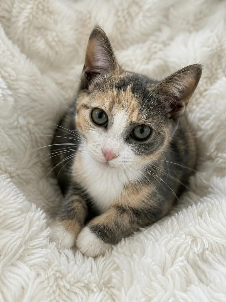 A young medium-sized female Domestic Short Hair cat named Jenni for adoption in Columbia, TN