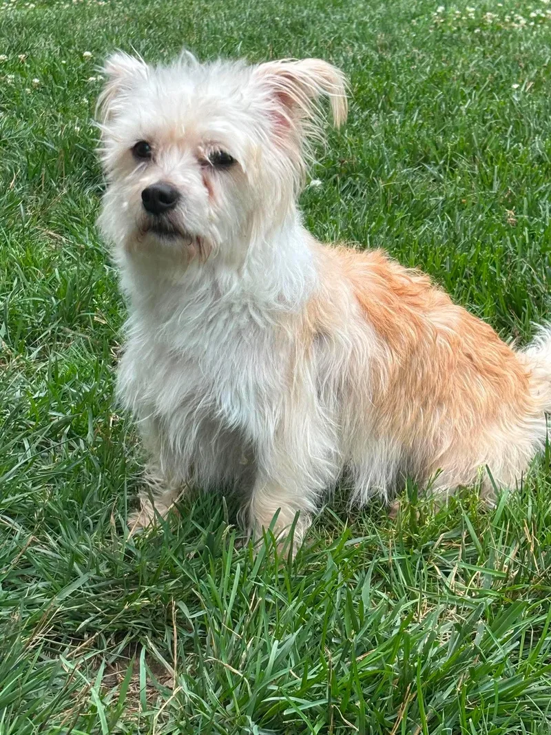 A senior medium-sized male Yorkshire Terrier dog named Sully for adoption in Richmond, KY