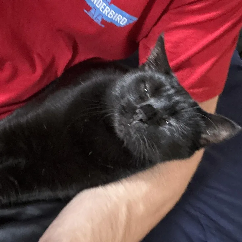 An adult large-sized female Black Domestic Short Hair cat named Dahlia for adoption in Dayton, OH