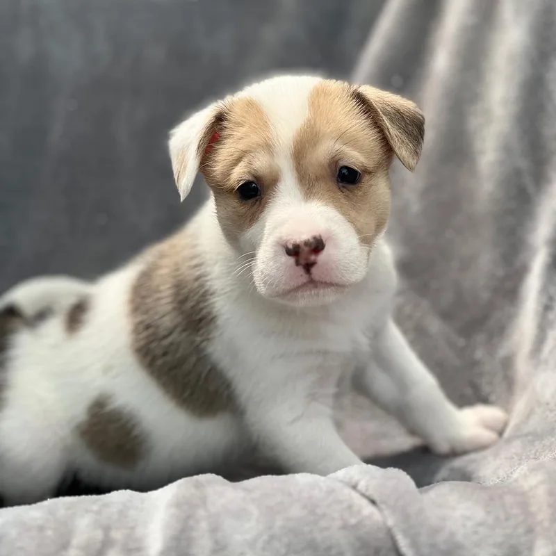 A baby medium-sized female Spaniel dog named Japan Pup  Tamura for adoption in San Diego, CA