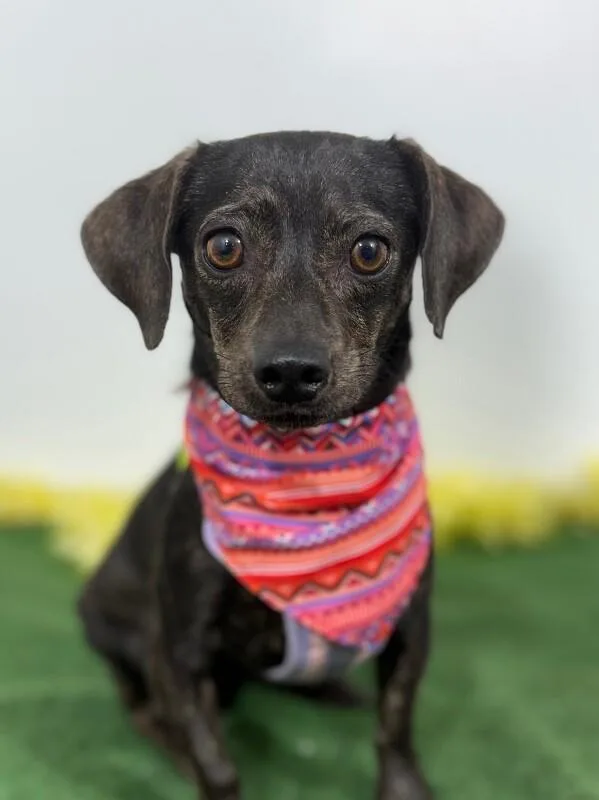 A young small-sized female Black Chihuahua dog named Peach for adoption in Carlsbad, CA