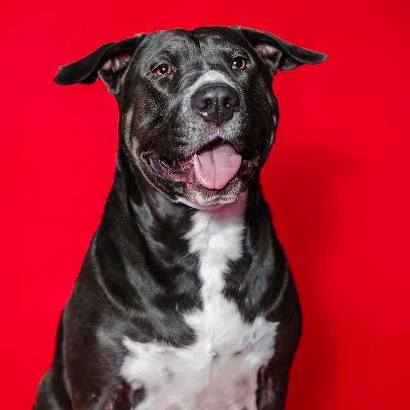 An adult large-sized male Black Pit Bull Terrier dog named Biggie for adoption in Pittsburgh, PA