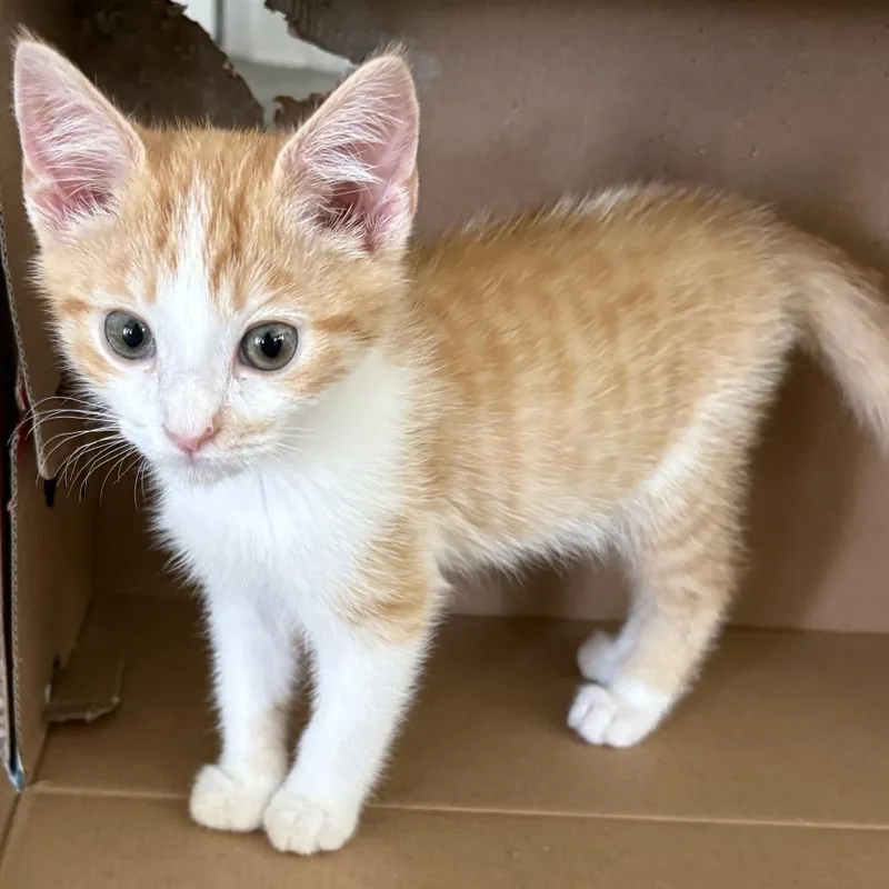 A baby small-sized male Orange / Red Domestic Short Hair cat named Tucker for adoption in Peachtree City, GA