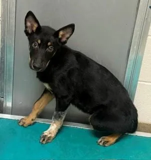 A baby medium-sized male German Shepherd Dog dog named Dexter for adoption in Visalia, CA