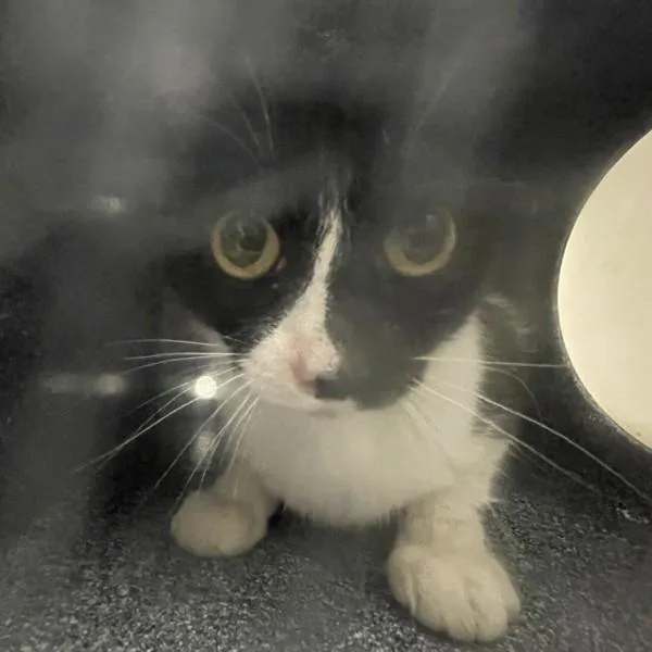 An adult medium-sized female Domestic Short Hair cat named Mischka for adoption in Golden, CO