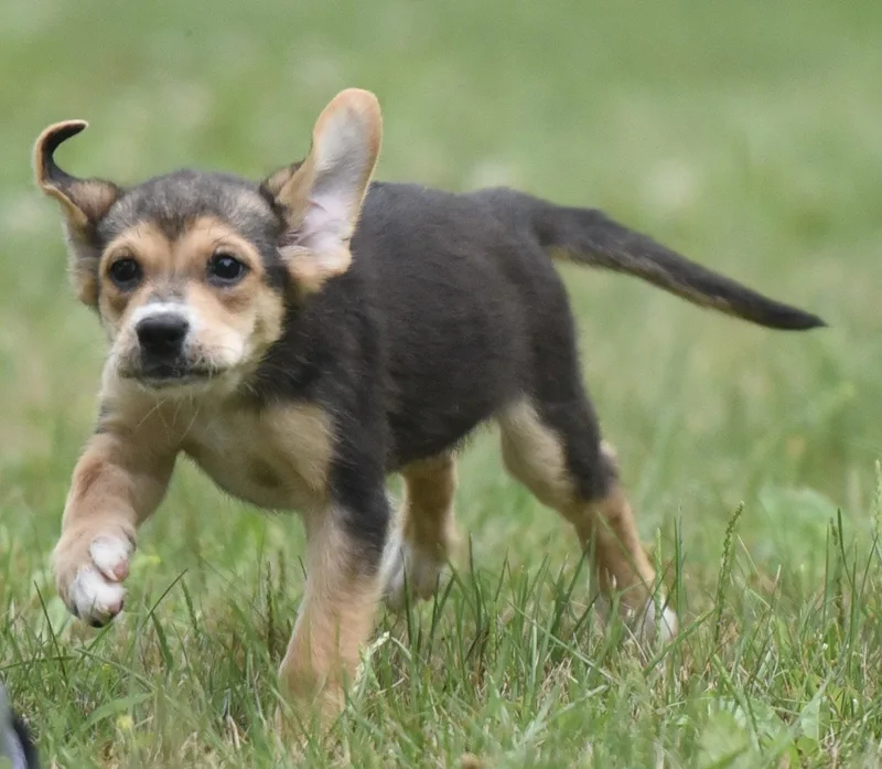 A baby medium-sized female Shepherd dog named Willow for adoption in Mechanicsburg, PA