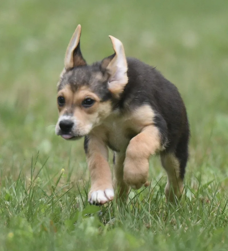 Willow thumbnail 2