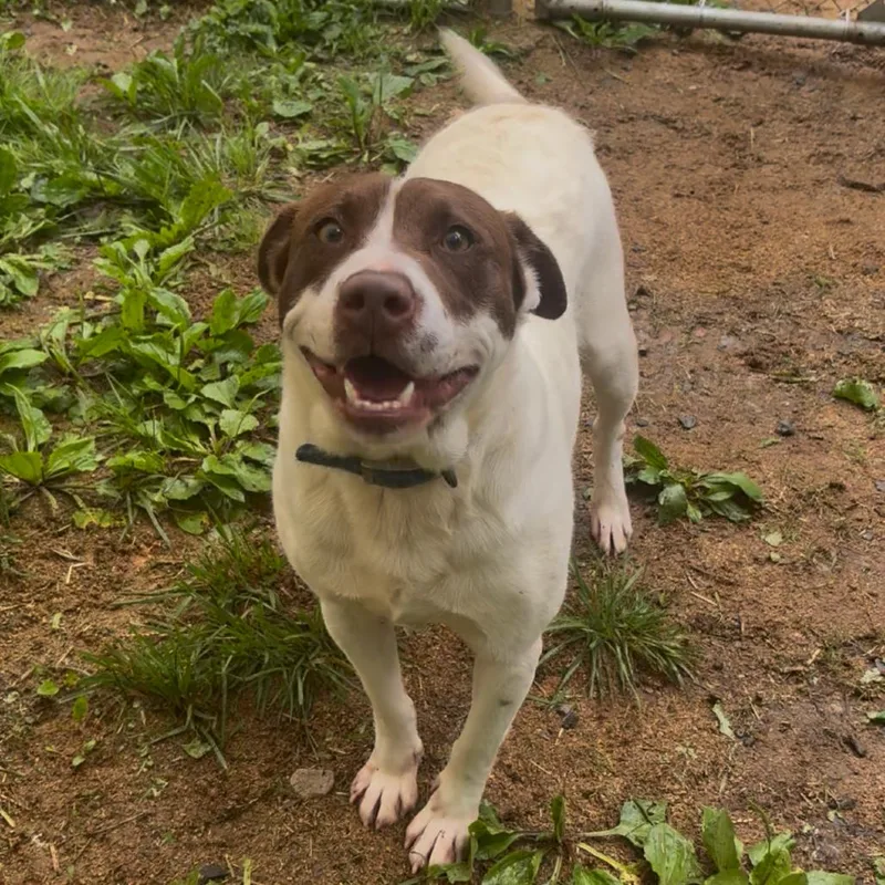 An adult large-sized male White / Cream Pit Bull Terrier dog named Jake for adoption in Fairmont, WV