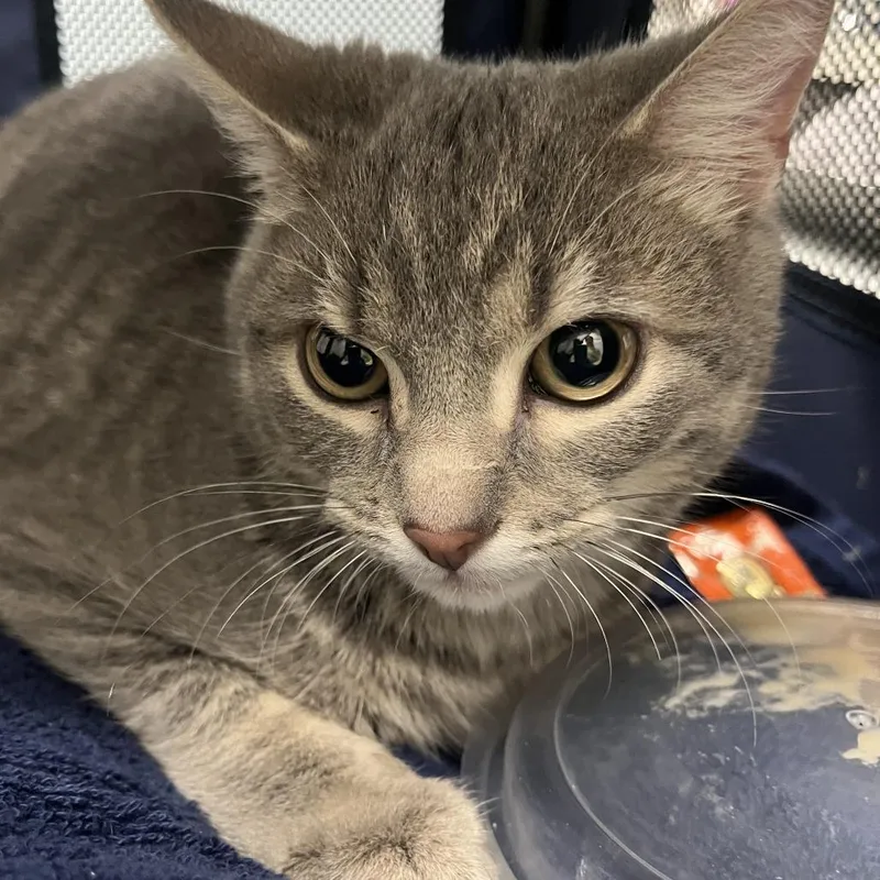 A young medium-sized male Gray / Blue / Silver Domestic Short Hair cat named Mini Muffin for adoption in Oak Park, IL