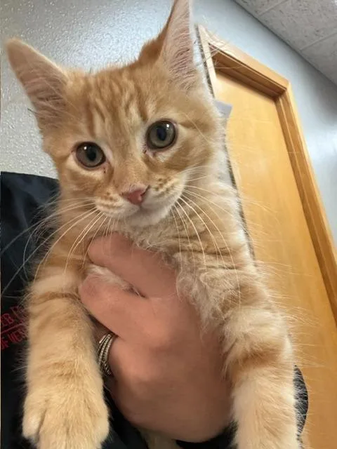 A young small-sized male Tabby (Orange / Red) Domestic Short Hair cat named Willie Nelson for adoption in Webster City, IA