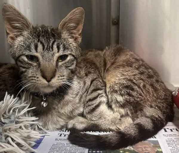 A young small-sized male Domestic Short Hair cat named Billy for adoption in Novato, CA