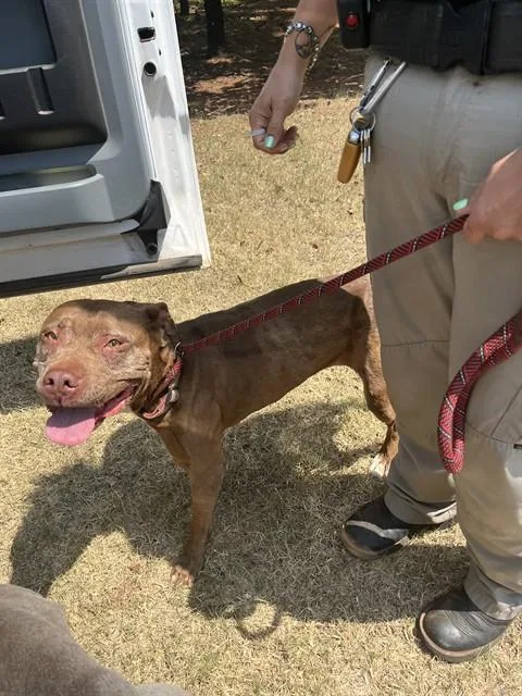 A senior medium-sized female American Staffordshire Terrier dog named Cocoa for adoption in Oklahoma City, OK