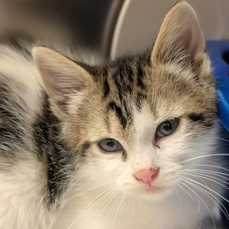 A baby small-sized male White Domestic Short Hair cat named Oz for adoption in Middlebury, VT