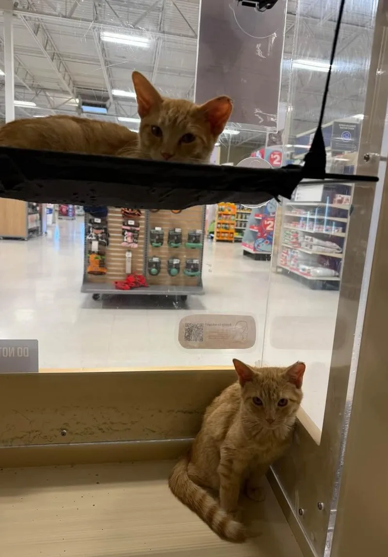 A baby medium-sized male Domestic Short Hair cat named Our Two Orange Boys for adoption in Reno, NV