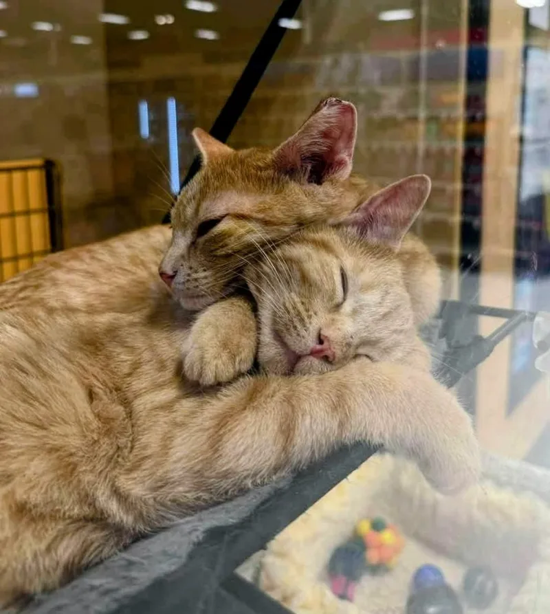 Our Two Orange Boys thumbnail 2