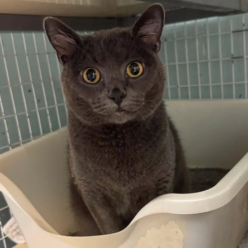 An adult medium-sized female Gray / Blue / Silver Domestic Short Hair cat named Hollis for adoption in Edwardsville, IL