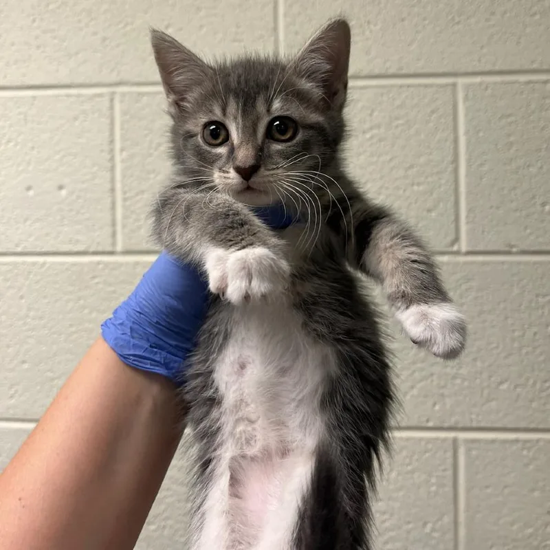 A baby small-sized female Gray / Blue / Silver Domestic Short Hair cat named Mulan for adoption in Charlottesville, VA