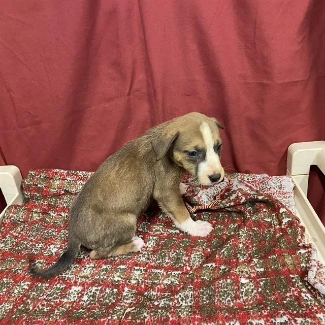 A baby small-sized female Staffordshire Bull Terrier dog named Birthday Bear for adoption in Modesto, CA